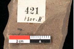 Foto (Detailansicht) von Asterocalyx styriacus Ettingshausen (NHMW-GEO-2024-0188-0421)